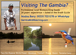 Birdwatching Ad